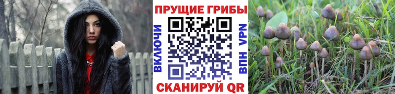купить наркотик  Приволжск  kraken онион  Галлюциногенные грибы мицелий 